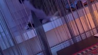 He did it again #shorts #funny #funnycats