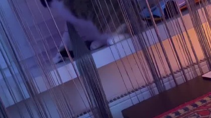 He did it again #shorts #funny #funnycats