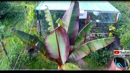 Odc. 472- Bananowce o wybarwionych liściach.  Uwaga-Widoki z drona.