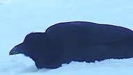 kruk bawi się śnieżną kulką
