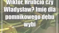 Wiktor, Hrubcio czy Władysław? Imię dla pomnikowego dębu wybiorą mieszkańcy