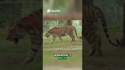 Tygrysica Zabiła Pięć Osób Historia Z Nilgiri #historia #faktyokobietach #alien