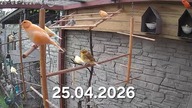 Kanarki i gołąbki diamentowe w wolierze * canaries and diamond doves in the aviary