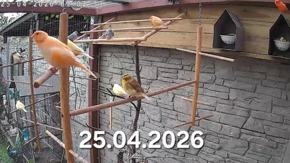 Kanarki i gołąbki diamentowe w wolierze * canaries and diamond doves in the aviary