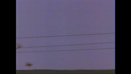 Cobra . Stalone. VID-1696247651713