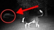5 Psów, Które Zobaczyły Coś, Czego Ich Właściciele Nie Mogli Zobaczyć: ESP i Zjawiska Nadprzyrodzone