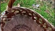 TAKIE ZBIORY GRZYB&Oacute;W NA PODLASIU