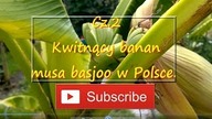 152. Kwitnący banan musa basjoo w Polsce.  Cz. 2
