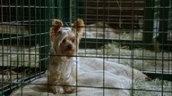 Pup Star