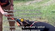 Zmień stres w spokój z treningiem na matę!  #Psy #TreningPsów #BezpieczeństwoDomu