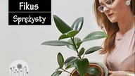 Fikus sprężysty - uprawa, pielęgnacja, wymagania, rozmnażanie.  Dlaczego liście fikusa żółkną ?