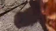 Stray in Real Life