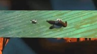 Kung fu Panda - Music Video