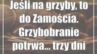 Jeśli na grzyby, to do Zamościa.  Grzybobranie potrwa...  trzy dni
