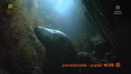 Polsat Rodzina - Reklamy, ogłoszenie społeczne, zapowiedź w odświeżonej oprawie graficznej (22. 04. 2025)