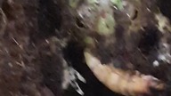 Chacophrys pierotty feeding 