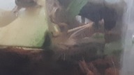 Locusta migratoria eating avocado 