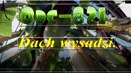 Odc-821. Przegląd tygodniowy w szklarni,ogrodzie,piwnicy. Część nr 2. Nie oglądaj,nie ma sensu .
