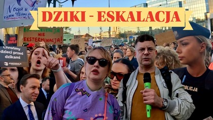 DZIKI DZIELĄ WARSZAWĘ - EMOCJE ESKALUJĄ