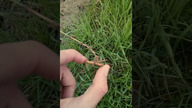Natura jest potężna - chwasty.