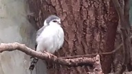 Behold the Pygmy Falcon, the ultimate adorableness