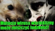Mutacja wścieklizny może spowodować apokalipsę zombie!