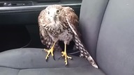 Jastrząb schował się w taksówce przed Huraganem Harvey