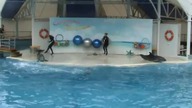 Delfinarium - delfiny tańczą twista