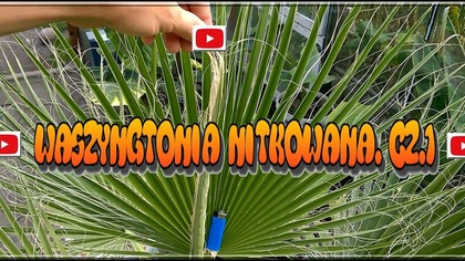 83 Palma waszyngtonia nitkowata.  Cz . 1