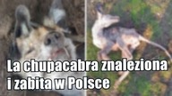 Domniemana chupacabra została zabita we wsi pod Włocławkiem