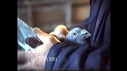 Prezentacja hodowców PZHGP Oddziału Kamienna Góra 08.12.1991 r.