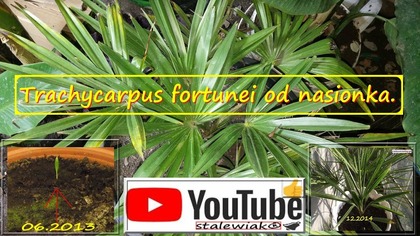 #317-Trachycarpus fortunei z nasion,pielęgnacja, przyrost,uprawa,podlewanie.