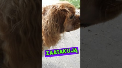 Próba ucieczki przed dzikami zakończyła się poważną kontuzją.  #jaworzno #dziki
