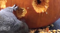 Jak zrobić dynie na halloween