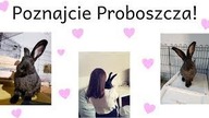 Trzeci królik! Poznajcie Proboszcza