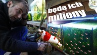 Roczny krewetkowy eksperyment #akwarium #akwarystyka #krewetki