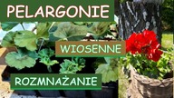  Wiosenne rozmnażanie pelargonii.