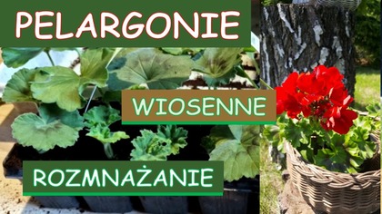  Wiosenne rozmnażanie pelargonii.