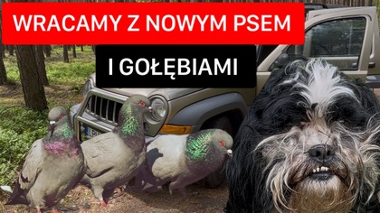 WRACAMY Z NOWYM PSEM I GOŁĘBIAMI.