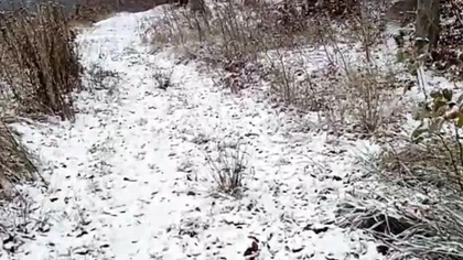 Atak Zimy w Koszalinie! Śnieżny Pies Rubik na leśnym spacerze! Zasypało nam ścieżki! Q&A zimowe!