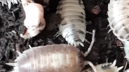 Porcellio Milkback & Dairy Cow 