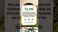 Czy Polacy są gotowi na dekryminalizację marihuany? 