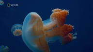 Najgroźniejsze meduzy świata (2020) LektorPL