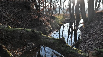 Shaded Woodland Stream in 4K &bull; Dense Water Noise for Focus & Calm Work
