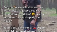 Spokojne podróże z psem  #PsyWPodróży #PiesWSamochodzie #DogTravelTips