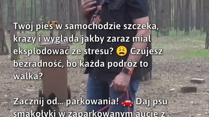 Spokojne podróże z psem  #PsyWPodróży #PiesWSamochodzie #DogTravelTips