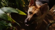 -0982- I Am Legend - Jestem legendą - Trailer - 7. 2/10 Horror / Sci-Fi