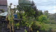 26 Time lapse banany , zdjęcie robione co 2 minuty