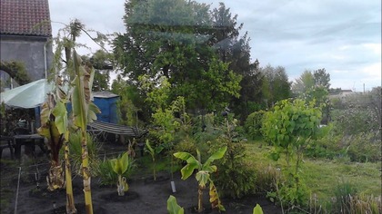 26 Time lapse banany , zdjęcie robione co 2 minuty