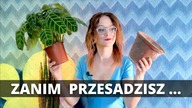 Co warto wiedzieć zanim przesadzisz rośliny domowe.  Przesadzanie roślin domowych